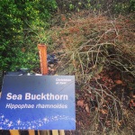 Sea buckthorn, a unique ingredient, shown here in the wild (sort of..)